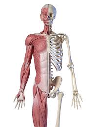 Maybe you would like to learn more about one of these? Upper Body Male Anatomy Of Muscular Photograph By Pixelchaos
