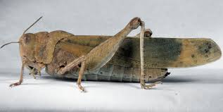 Image result for Dissotis caloneura