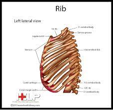 The liver is in the right upper quadrant of the abdominal cavity, just inferior. Which Organ Sits In The V Part Of The Ribs Bones Of The Chest And Upper Back Human Body Anatomy Rib Cage In Vertebrate Anatomy Basketlike Skeletal