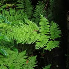 Image result for Ctenitis