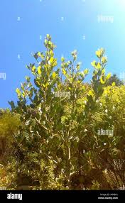 Image result for Apodytes