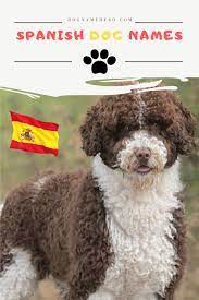 Originating in spain, it is now the primary language of 427 million people in 31 countries around the the globe. 120 Spanish Dog Names With Meanings Dog Name Hero