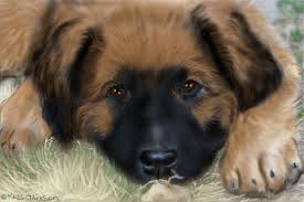Standard, bronze, silver, gold, and platinum. Leonberger Puppy Leonberger Puppy Leonberger Giant Dog Breeds