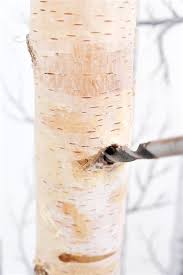 Divero garderobenständer kleiderständer mantelständer garderobe baumstamm groß. Garderobenstander Aus Baumstamm Selbst Bauen Dreibein Tisch Selber Bauen Backburner Grill Nachrusten Und Zwar Habe Ich Vor Kurzem In Einem Mobelhaus Einen Garderobenstander Entdeckt Vk Ramosenior14sbc