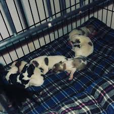 Vets are commonly referred to as veterinary surgeons. Pet S And Vet S Home Facebook