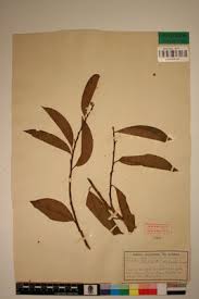 Image result for Margaritaria discoidea