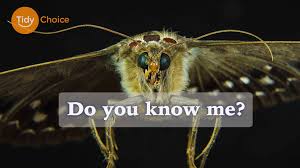 We did not find results for: Getting Rid Of Moths Cleaning Up London