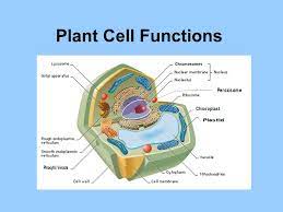 The cell nucleus is the command center of our cells. Plant Cell Functions Ppt Video Online Download