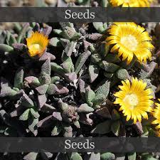 Image result for Nananthus vittatus