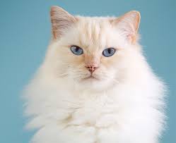 In fact, blue eyes in a cat come from two sets of genes: Cats With Blue Eyes