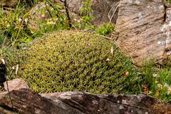 Image result for Blepharis swaziensis