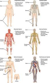 Many muscle names indicate the muscle's location. List Of Systems Of The Human Body Wikipedia