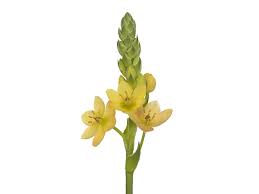 Image result for Ornithogalum pulchrum