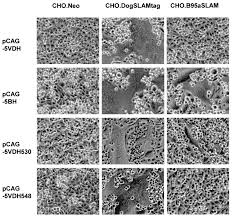 The origin of vero cells. Efficient Isolation Of Wild Strains Of Canine Distemper Virus In Vero Cells Expressing Canine Slam Cd150 And Their Adaptability To Marmoset B95a Cells Journal Of Virology