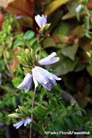 Image result for Sclerochiton