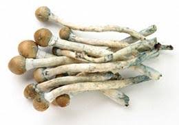 Foraging for wild mushrooms is dicey. Benefits Of Magic Mushroom Therapy Long Lasting Nature News