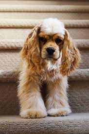 Grumpy Buff Cocker Spaniel Puppy Spaniel Puppies American Cocker Spaniel Cocker Spaniel Puppies