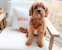 We did not find results for: 4 Best Cavapoo Breeders In Tennessee 2021 We Love Doodles