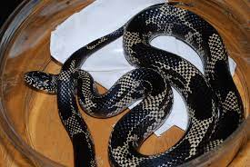 Mosaic Snakeskin Displaying 17 Images For Mosaic Eastern Kingsnake Pet Snake Eastern Mosaic