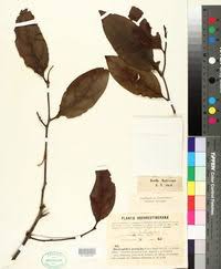 Image result for Englerina schubotziana