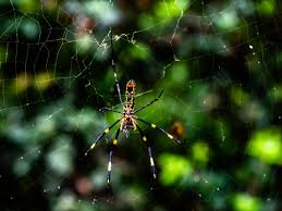 The camel spider (aka wind scorpion spider, sun spider) is mostly found in the southwest us & southern africa. Camel Spider Education