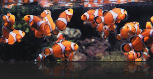 Aquarium Adventure Bolingbrook Illinois Fish Club
