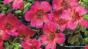 Check spelling or type a new query. Summer Flowers That Can Take The Heat Garden Gate