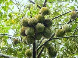Durian musang king merupakan jenis durian baru yang berasal dari. Fakta Menarik Durian Musang Durian Terbaik Di Negeri Asalnya