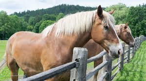 Show off your pictures of belgians, brabançons, or brabants! Belgian Draft Horse Horse Illustrated