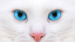 We hope this article on lovely cute cats pictures is being like and loved by you all. Download Wallpaper 1920x1080 Beautiful White Cat Kitten Close Up Full Hd Hdtv Fhd 1080p Hd Background