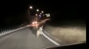 4 immaginia 1 parola trucchi. Lupo In Fuga Sulla Strada Di Vigolo Vattaro Il Video La Voce Del Trentino
