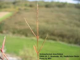 Image result for Schizachyrium brevifolium