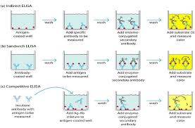 Pin On Immunodiagnostics And Lab Techniques