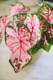 Pink And Green Caladium House Plant Pink Leaf Plant Pink Plant House Plants