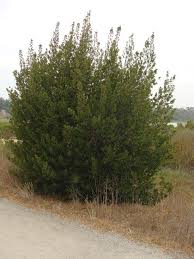 Image result for Rhamnus staddo