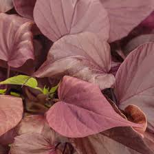 Image result for Ipomoea richardsiae