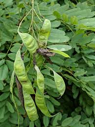 Image result for Calpurnia aurea