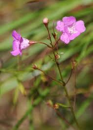 Image result for Gerrardinaceae