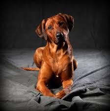 Maybe you would like to learn more about one of these? Rhodesian Ridgeback Zucht Akanis Clan Zuchter Im Vdh Fci Welpen Fotos Kiano Und Imani