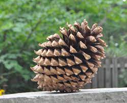 People interested in large pine cones also searched for. Coulter Pine Cone The Biggest Pine Cone In The World Giant Pine Cones Rustic Diy Crafts Pine Cones For Sale
