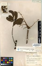 Image result for Lannea schimperi