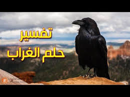 رؤية الطاووس في مكان العمل زميلة تناكف الرائية. Ø§Ù„Ø·ÙŠÙˆØ± ÙÙŠ Ø§Ù„Ù…Ù†Ø§Ù… Farizmedia Com