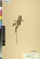 Image result for Euphorbia schimperiana