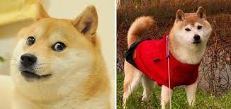 Челлендж в tiktok привел к подорожанию криптовалюты doge на 140%. The Unexpectedly Wholesome Backstory Of The Doge Meme