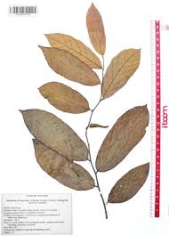 Image result for Friesodielsia