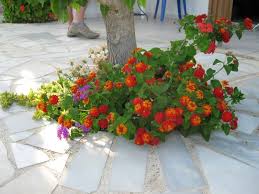 Such a beatiful name for such a beautiful flower. Cantik Khan Tp Kok Ini Dibilang Juga Bunga Tahi Ayam Flowers Bunga Khan