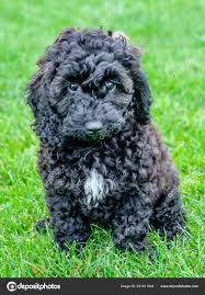 Check spelling or type a new query. Small Black Dog Breeds With Curly Hair Novocom Top