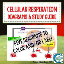 Cellular Respiration Diagrams And Study Guide Cellular Respiration Study Guide Photosynthesis And Cellular Respiration