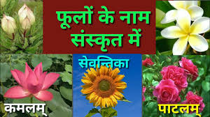 We did not find results for: Flowers Name In Sanskrit Hindi English à¤« à¤² à¤• à¤¨ à¤® à¤¸ à¤¸ à¤• à¤¤ à¤¹ à¤¦ à¤‡ à¤— à¤² à¤¶ à¤®