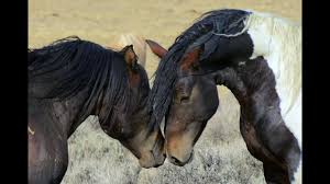How do you adopt a wild mustang? North America S Wild Horses Youtube